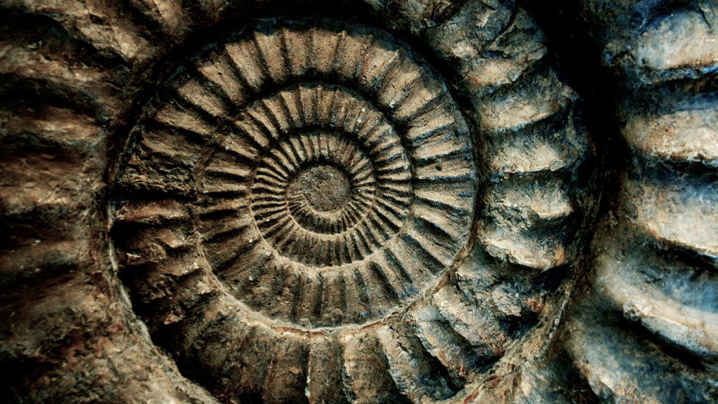 Fossils of the Badlands Black Hills Visitor