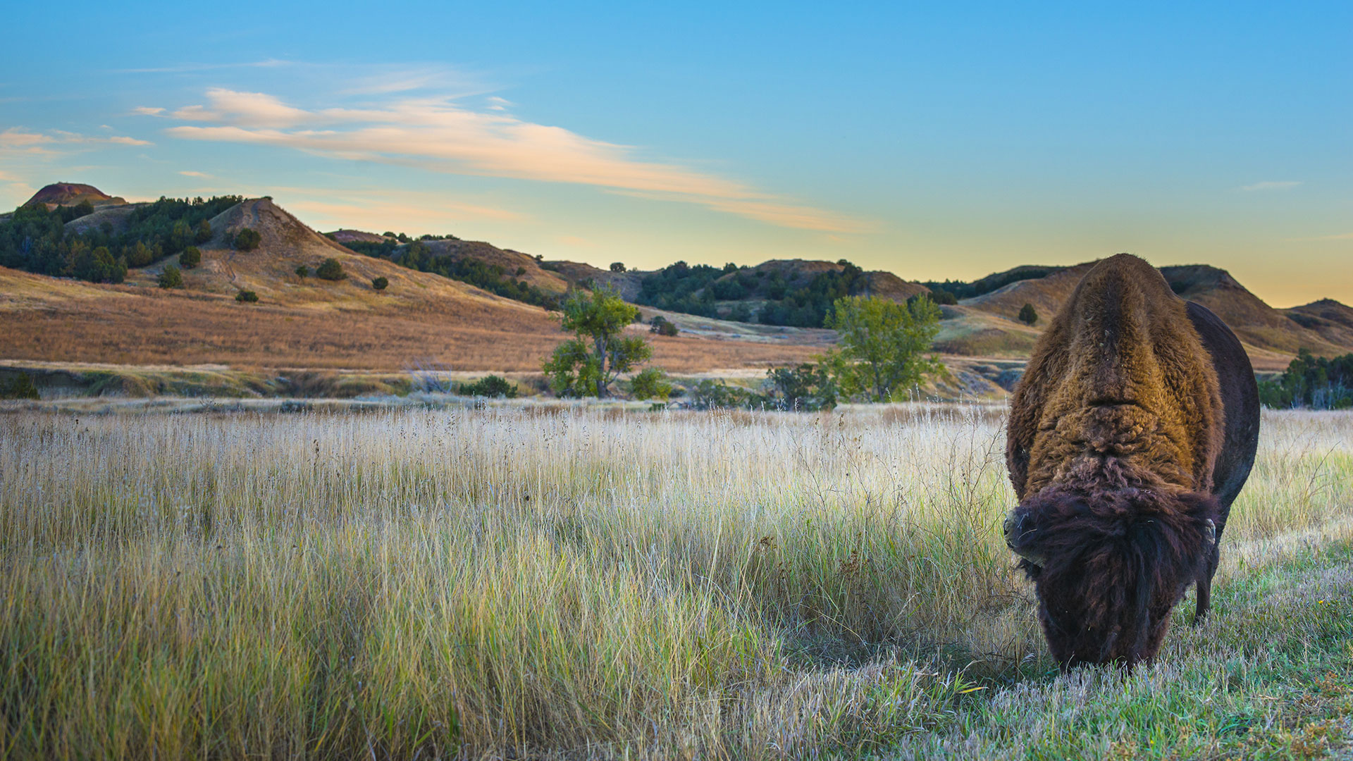 Bison Grazing