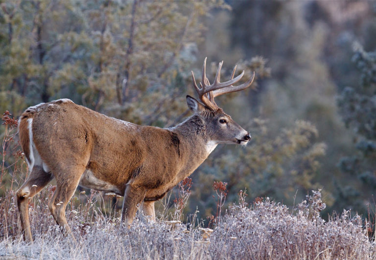 Black Hills Wildlife Photography – Black Hills Visitor