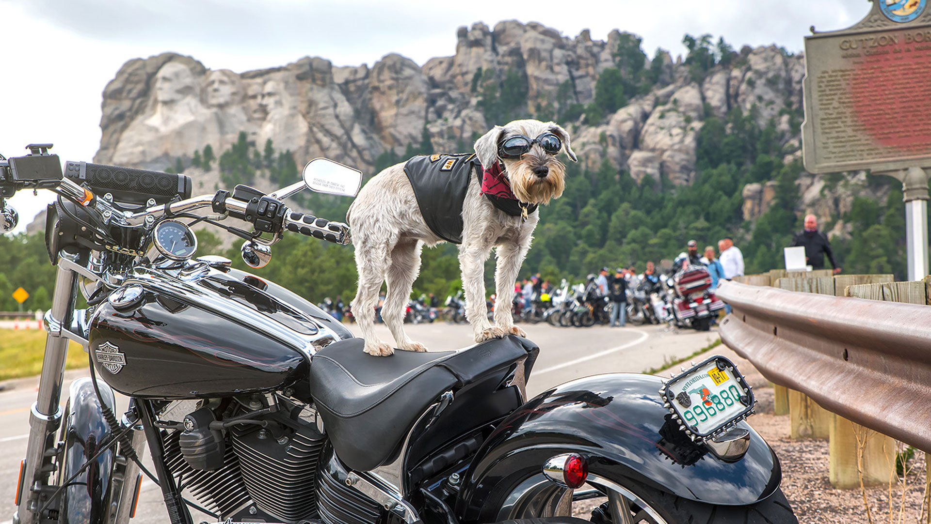 Sturgis dog on motorcycle