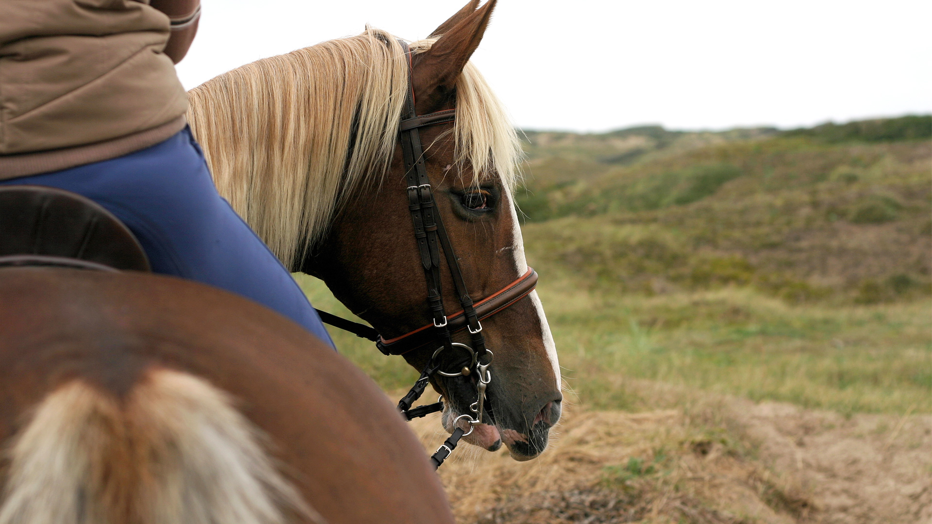 Horseback Riding