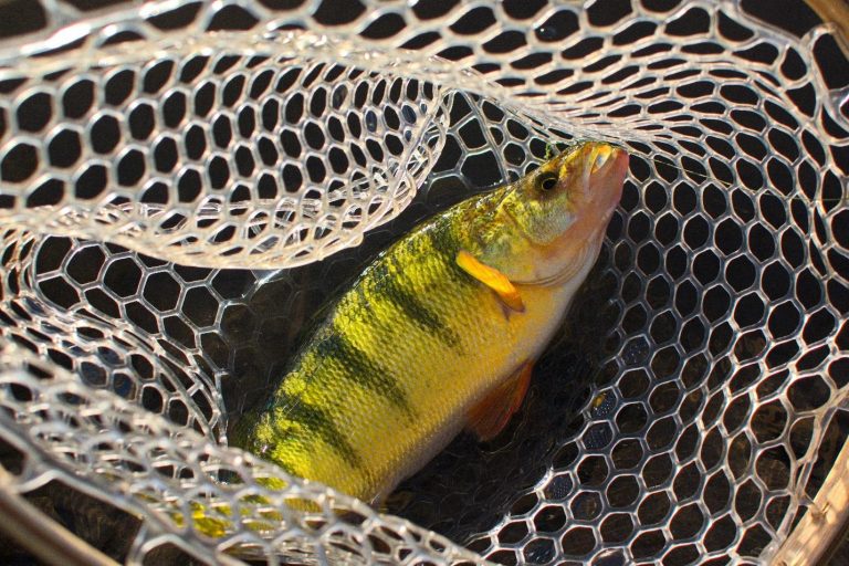 A yellow perch, a beautiful and delicious species of fish found in the Black Hills, sits in a rubber net ready to be kept or released